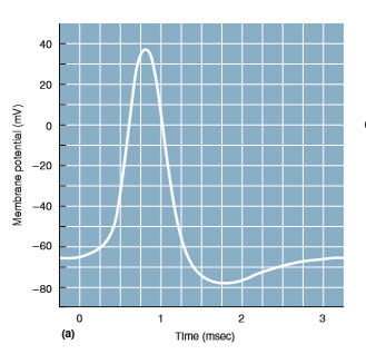 https://www.seti.net/Neuron%20Lab/5.%20Soma/Action%20Potential%20Profile.jpg