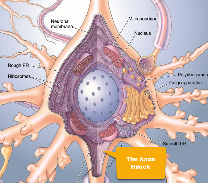 Schematic of a typical neuron showing the soma, the dendrites and the